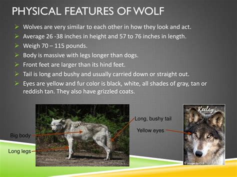 PPT - Wolves!! PowerPoint Presentation - ID:2446918