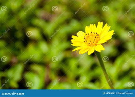 Singapore daisy flower stock image. Image of plant, floral - 69383841