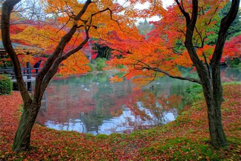 Kyoto Landscape Gardens – bonsai, bonkei, bonseki | Traveler's Life