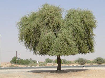 Prosopis cineraria - Terraforma Dubai, UAE