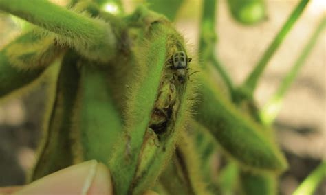 Are soybean diseases getting worse? - Country Guide