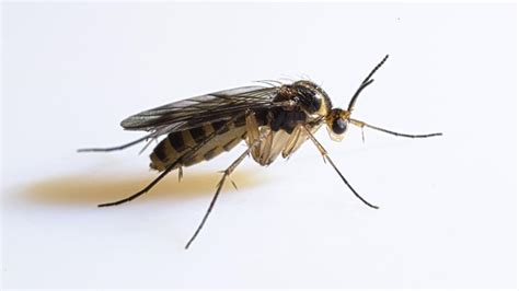 Gnat Management: Get Rid Of Fungus Gnats In Soil | Element