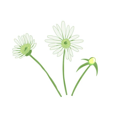 Cartoon Hand Drawn Vector Design Images, Hand Drawn Cartoon Chrysanthemum Vector Ai, Daisy ...