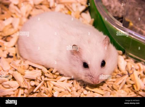 Cute Winter White Dwarf Hamster on lying on bedding. The Winter White Hamster is also known as ...