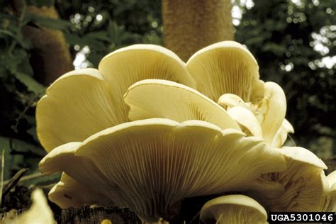 oyster mushroom (Genus Pleurotus)