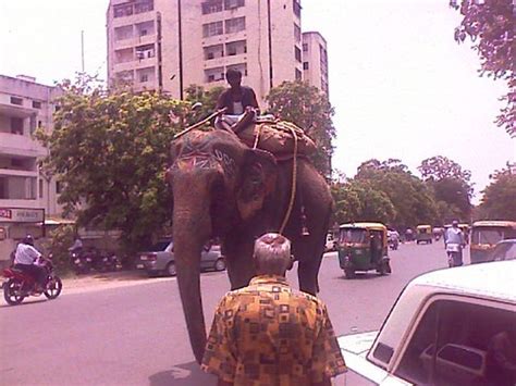 Elephant in Ahmedabad, India (August 2008) | Emmanuel DYAN | Flickr