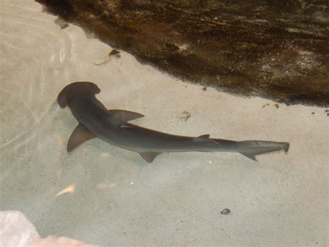 The Online Zoo - Bonnethead Shark