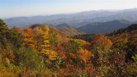 Wings & Wildflowers: Fall Foliage in Asheville, NC