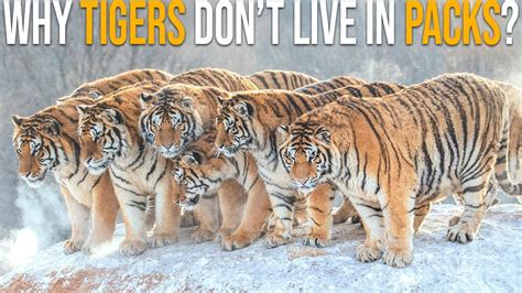 Why Are There No Tigers Living In Packs? - YouTube