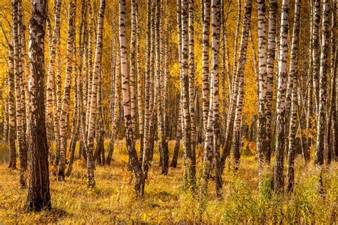 Autumn birch forest. | High-Quality Nature Stock Photos ~ Creative Market