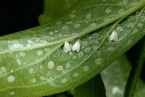 Natural GMO: Whiteflies stole a gene from plants millions of years ago that can protect them ...