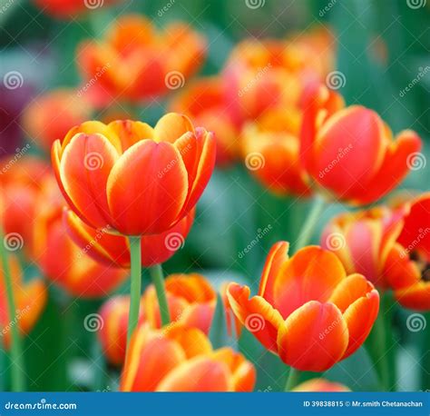 Orange Color Tulip Flower Stock Photo - Image: 39838815