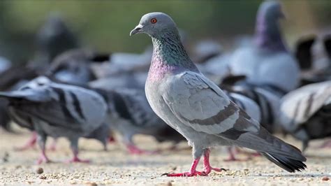 pigeon SOUND ! कबूतर ! - YouTube