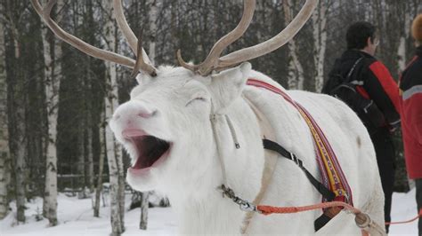 white reindeer : r/pics