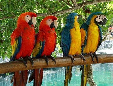 🔥 [40+] Tropical Parrot Wallpapers | WallpaperSafari