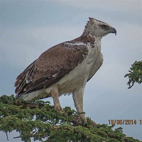 Martial Eagle | Wildlife, Bald eagle, Animals