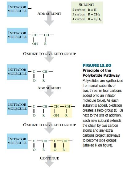 Polyketides and Polyketide Antibiotics