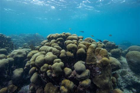 Tobago under coral bleaching alert - Trinidad and Tobago Newsday