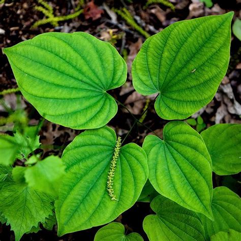 5 Wild Yam Plant Wild Yam Roots Rhizomes Fresh Transplant | Etsy