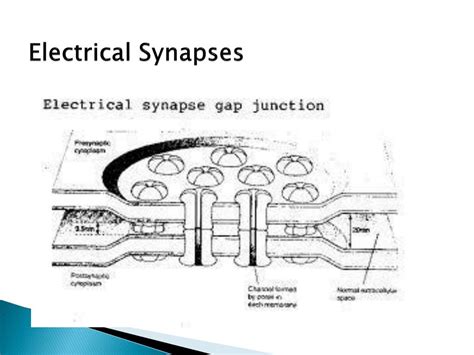 PPT - Chapter 48 - Neurons, Synapses and Signaling PowerPoint Presentation - ID:2010332