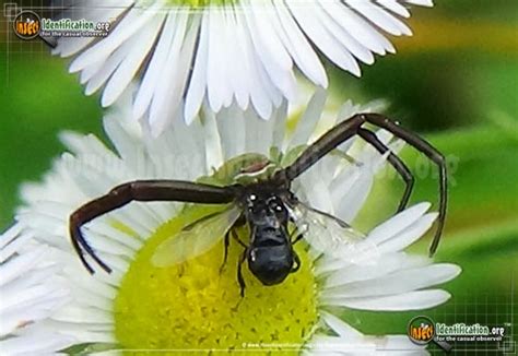 Whitebanded Crab Spider