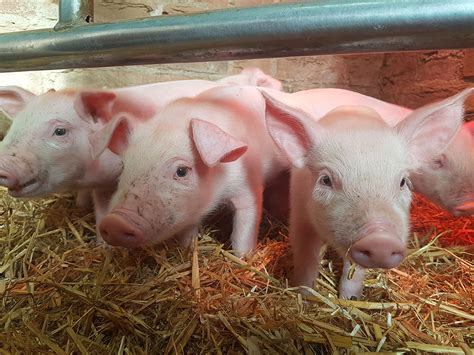 Genetic study of litter size and litter uniformity in Landrace pigs ...