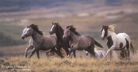 Wild Horse herd running full speed across a Wyoming hillside 00635-13205 | Flickr - Photo Sharing!