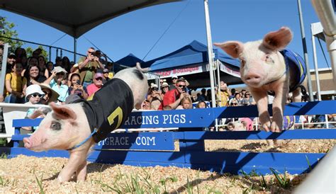 Photos: Pig racing at the Alameda County Fair