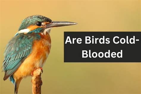 Are birds warm or cold blooded?