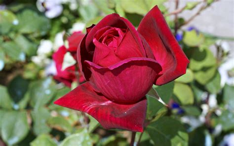 Download Red Rose Red Flower Spring Nature Flower Rose 4k Ultra HD Wallpaper