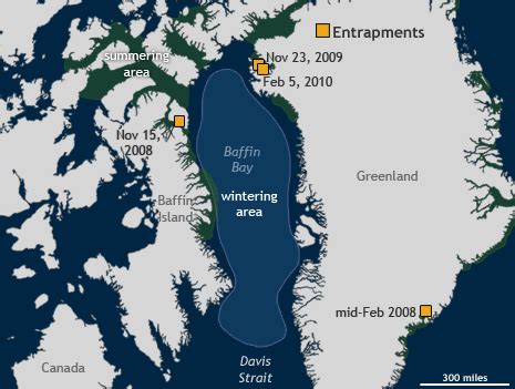 The Narwhal's Tale: Surviving Sea Ice Change | NOAA Climate.gov