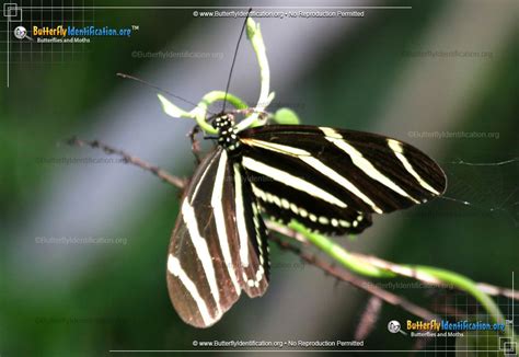 Zebra Longwing (Butterfly)