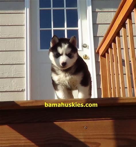 black and white puppy – Husky Videos and Pictures