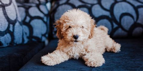 Is a Toy Poodle Smaller Than a Miniature Poodle – Learn The Differences