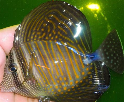 Sailfin Tang - Buy Marine aquarium fish in best quality - quality marine fish