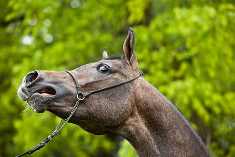 Horse Mouth Open Stock Photos, Pictures & Royalty-Free Images - iStock