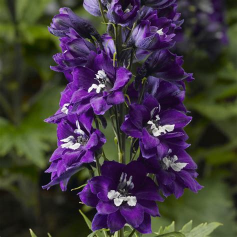 Delphina™ 'Dark Blue White Bee' - Larkspur - Delphinium elatum | Proven ...