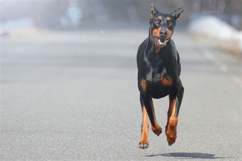 Doberman Running Full Speed on Concrete – Doberman Planet