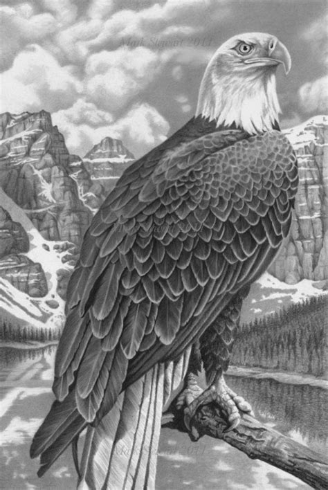 very detailed drawling of an eagal | Eagle drawing, Bald eagle, Eagle