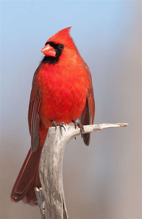 Indiana's State Bird, the Northern cardinal. | Indiana, Cardinals and ...