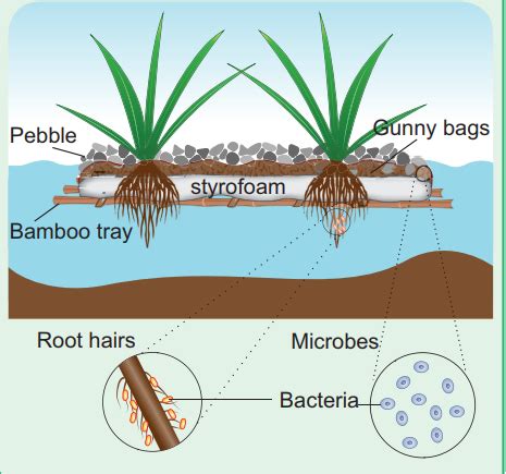 Mineral Nutrition for Plants