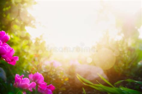 84+ Background Flower Blur Pics - MyWeb