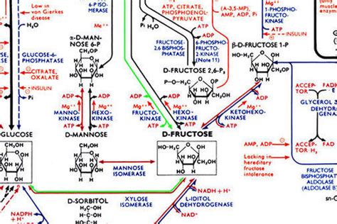 Biochemical pathways — Science Learning Hub