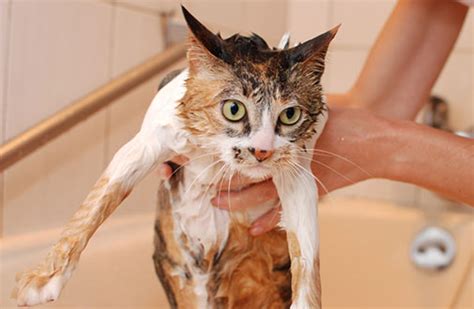 Cat Grooming Tips | ASPCA