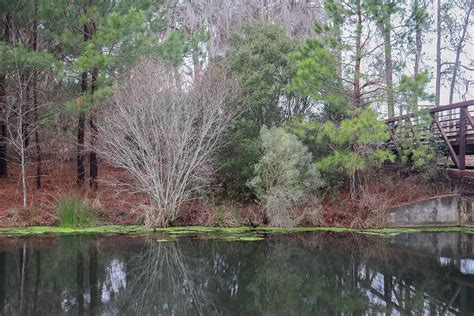 Magnolia Springs Cornered Photograph by Ed Williams - Fine Art America