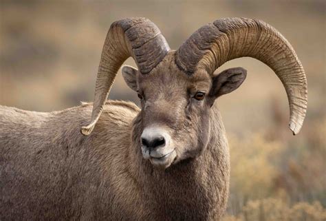 11 Bighorn Sheep Facts: Wonders of these Majestic Creatures - Facts.net