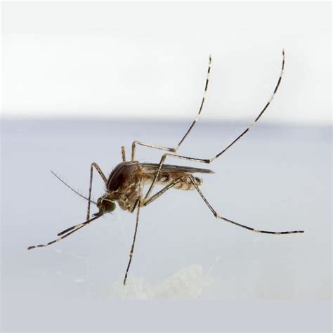 What is a Vector? - Orange County Mosquito and Vector Control District