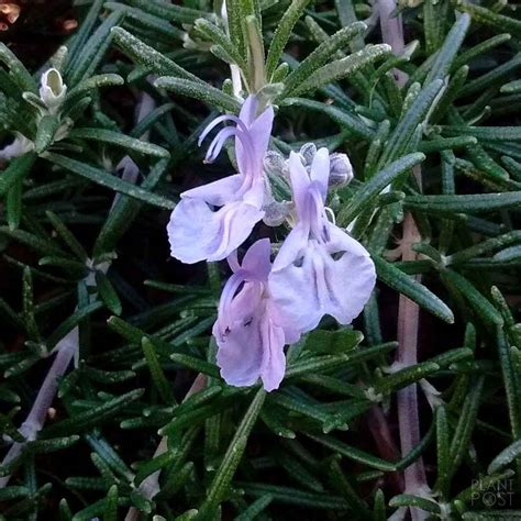 Rosemary (Rosmarinus officinalis)