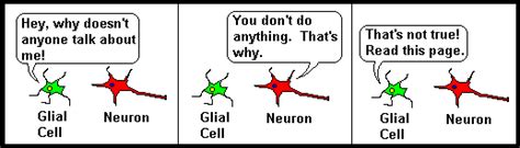 Neuroscience For Kids - glia