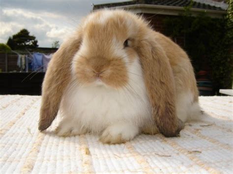 10 Best Pet Rabbit Breeds for Children | PetHelpful